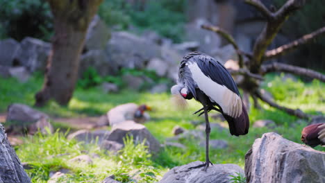 flock of grey crowned cranes , one cleans feathers while the other bird jumps on a log and walks on branch