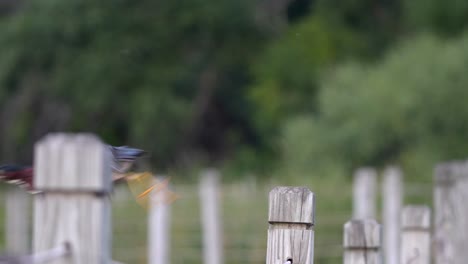 A-green-heron-takes-flight-from-its-perch-along-a-pond