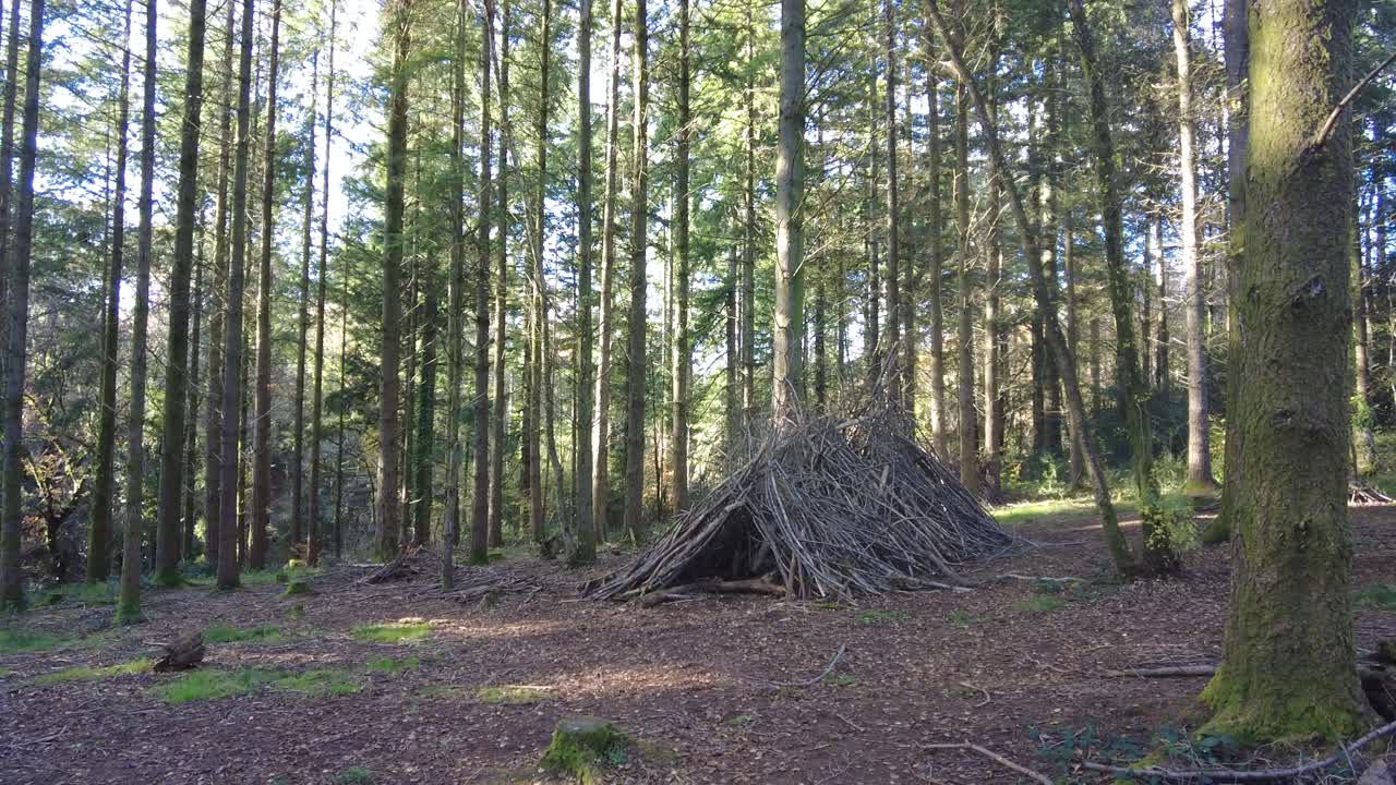 panorámica derecha de la hermosa zona de bosque de pino iluminado por el sol y un refugio de vivero hecho de ramas