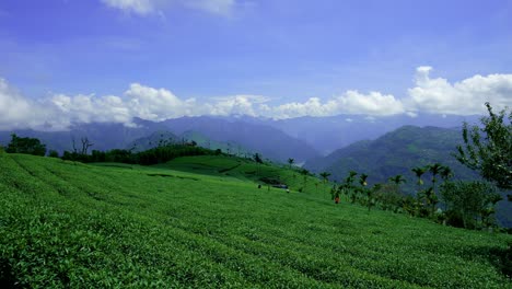 the tea plantations on the hilltop are often shrouded in clouds and fog.