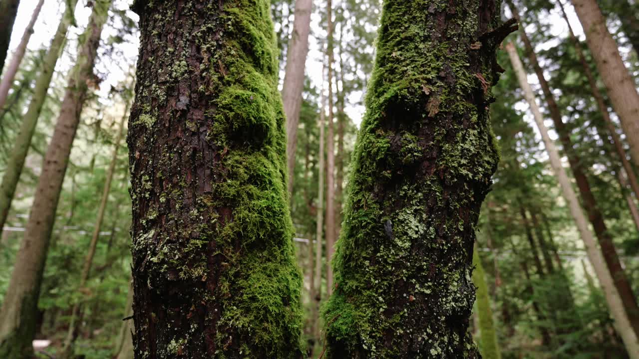 太平洋西北,太平洋精神地區公園在溫哥華,英屬哥倫比亞 美麗的森林樹剪輯