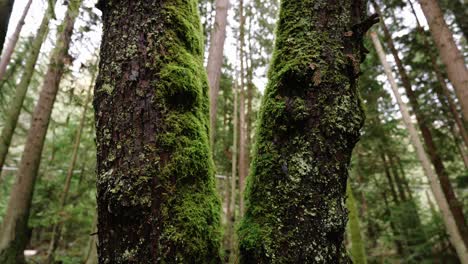 Pacific-Northwest,-Pacific-Spirit-Regional-Park-in-Vancouver,-British-Columbia-Beautiful-forest-trees-clip