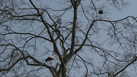 bottom up shot of two storks perched on branch of leafless tree against blue sky in autumn