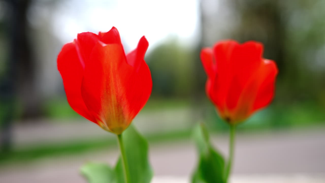 Two red tulips in the windy weather with a blurry park on the background