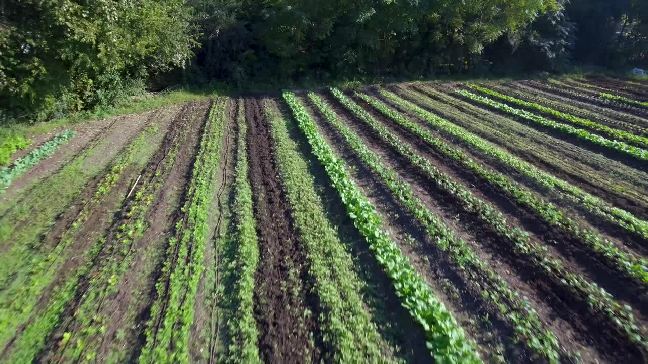 antena: tire hacia atrás revelando a un trabajador en la granja recogiendo verduras de hileras de vegetación