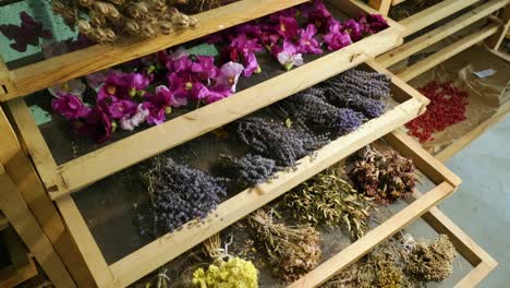 medicinal and aromatic plants drying in the drying room