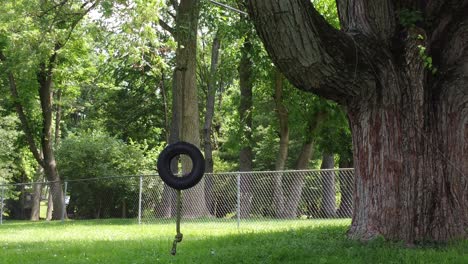 neumático de columpio de árbol en el patio trasero con hierba