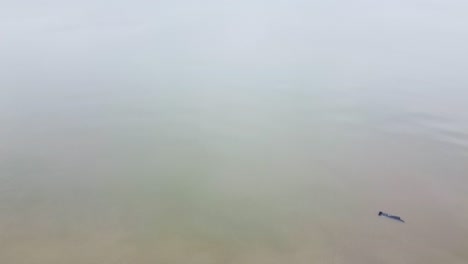 Aerial view of Baltic sea coast in overcast spring day, steep seashore dunes damaged by waves, coastal erosion, climate changes, revealing drone shot moving forward, camera tilt up