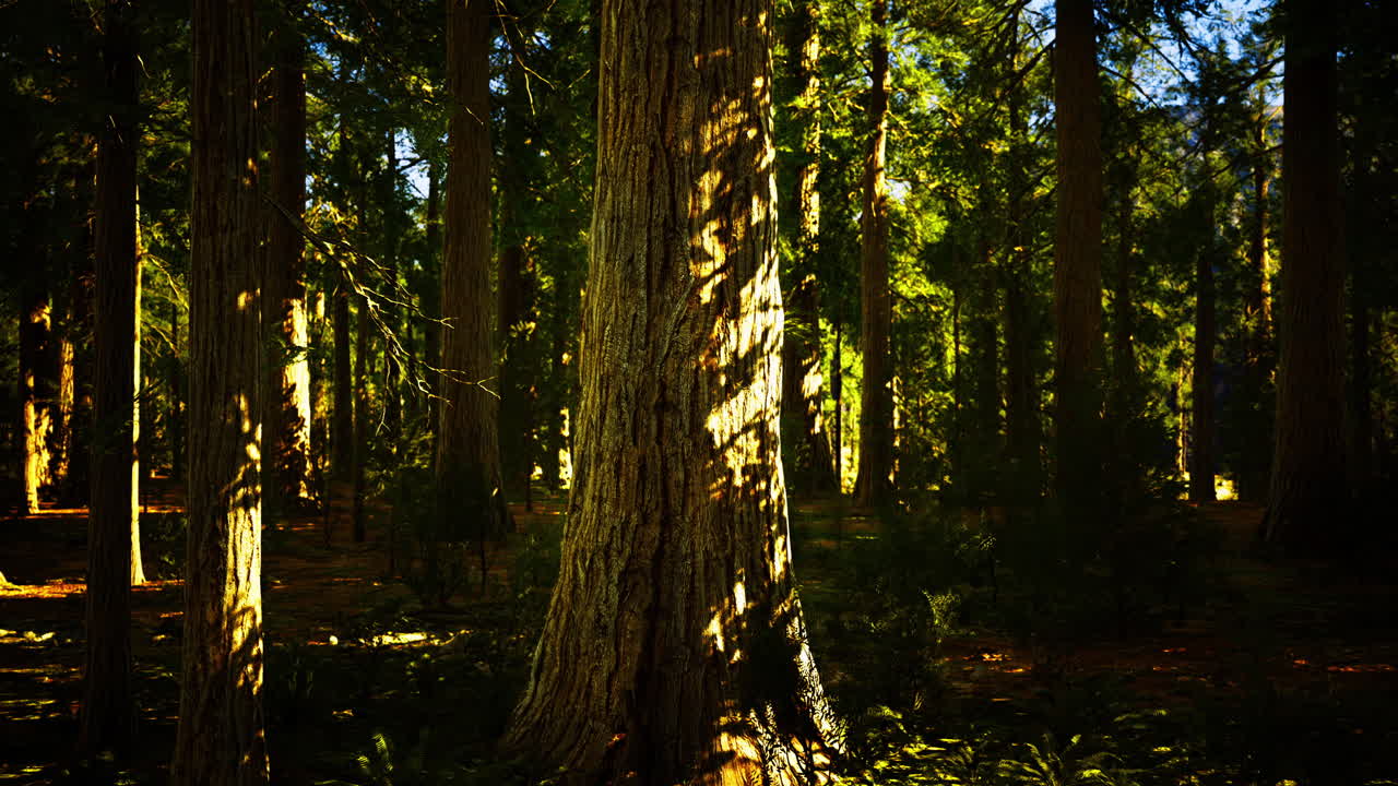 Majestic towering trees illuminated by sunlight in a serene forest setting