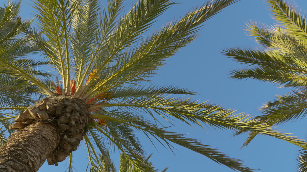Tracking shot through lush palm tree grove on a vibrant summer day with clear blue skies