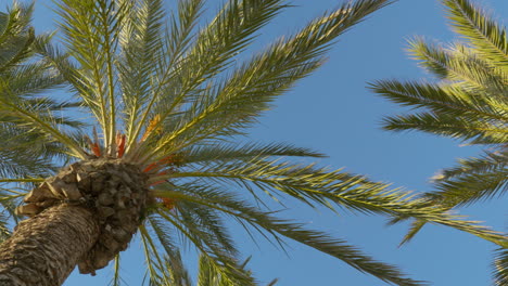 seguimiento disparado a través de un exuberante palmeral en un vibrante día de verano con un cielo azul claro