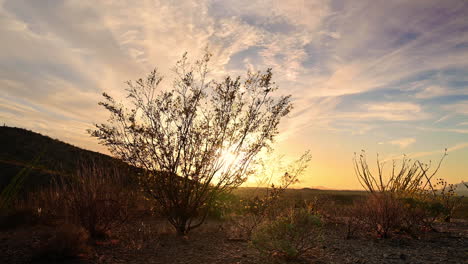 slow tilt up shot of bush in arizona desert at sunset moving in wind