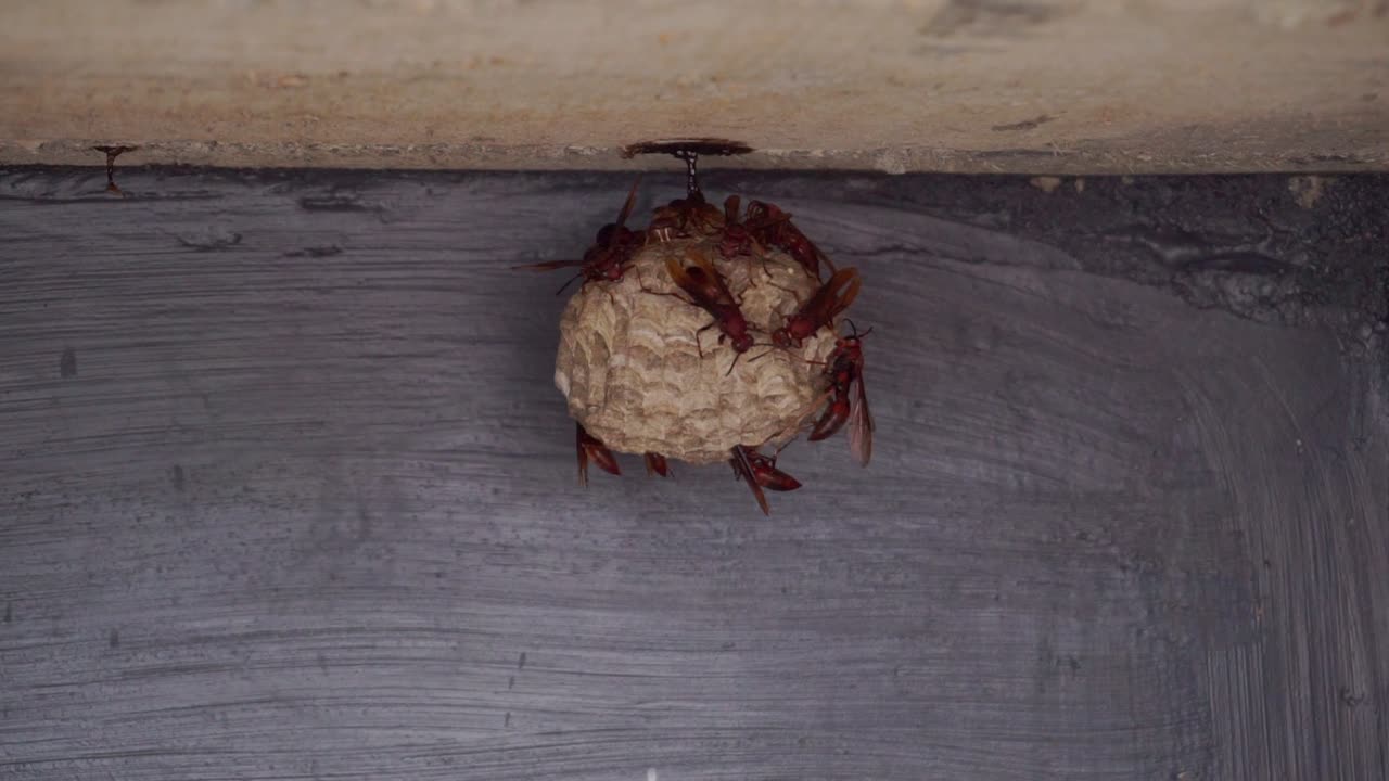 abeja en el nido pegado a la pared