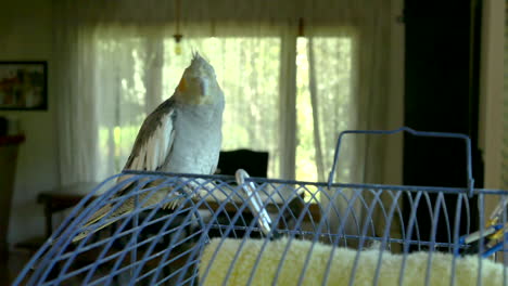 pet cockatiel parakeet bird standing on top of its cage looking around curiously at the camera