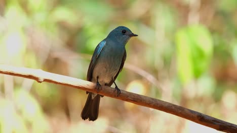 Posado-En-Una-Vid-Durante-Un-Día-Caluroso-En-El-Bosque-Y-Luego-Vuela-Hacia-La-Derecha,-Papamoscas-Verditer-Eumyias-Thalassinus,-Tailandia