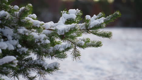 frozen spruce twigs shaking off fluffy snow close up. winter forest landscape.