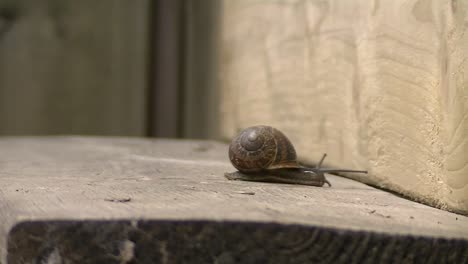 caracol de carreras de carretera rápida