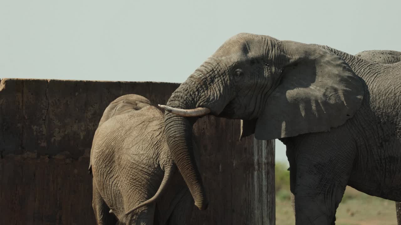 An African elephant putting its trunk on the back of another elephant before lifting its trunk and smelling the air, Kruger National Park.