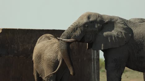 an african elephant putting its trunk on the back of another elephant before lifting its trunk and smelling the air, kruger national park.