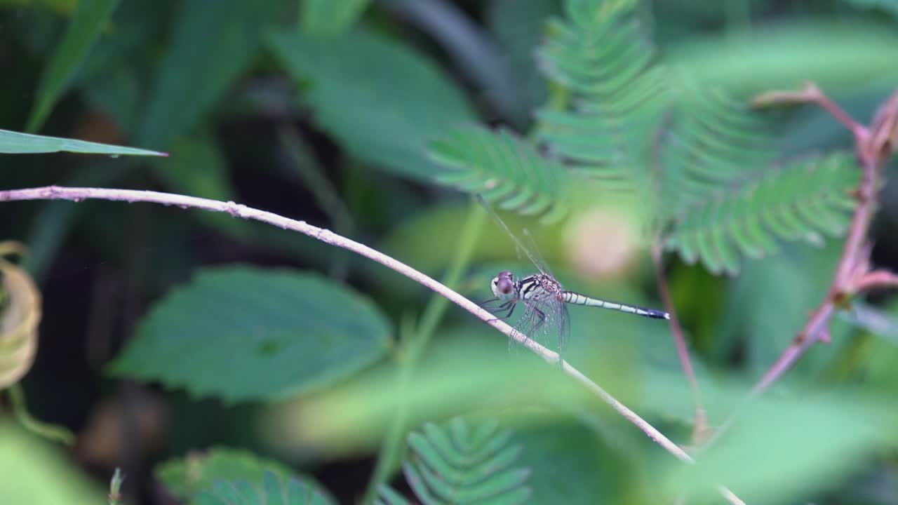 같은 가지에서 이륙과 착지하는 잠자리