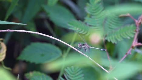 Dragonfly-Taking-Off-and-Landing-on-Same-Branch