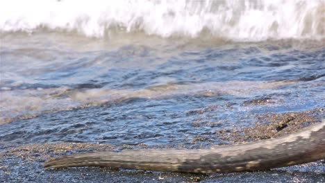 Meerechsen-Verlassen-Das-Wasser-Punta-Suarez-Auf-Espanola-Im-Nationalpark-Der-Galapagos-Inseln