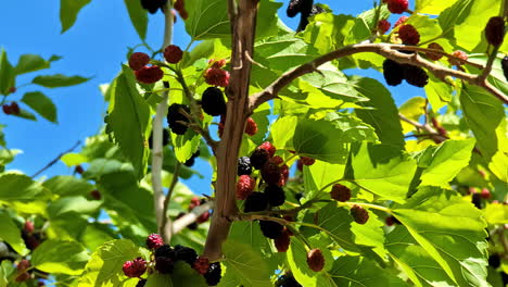close-up of red and black mulberries on a tree branch