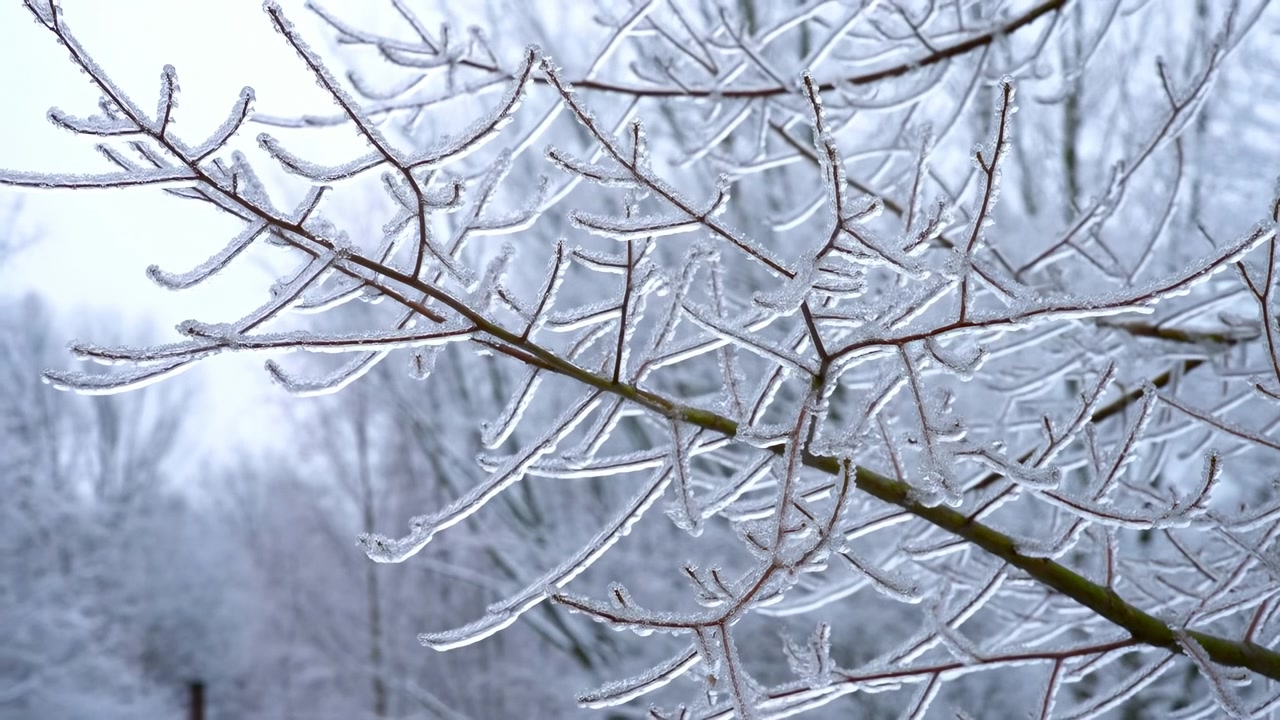 Icy Branches Close Up Winter Morning, Delicate Twigs Coated With Clear Ice, Silverblue Tones, Blurred Snowy