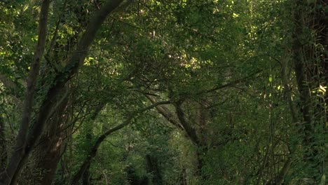 tropical jungle with dense trees on mountain hike trail near sisalde in arteixo, galicia spain. pullback shot