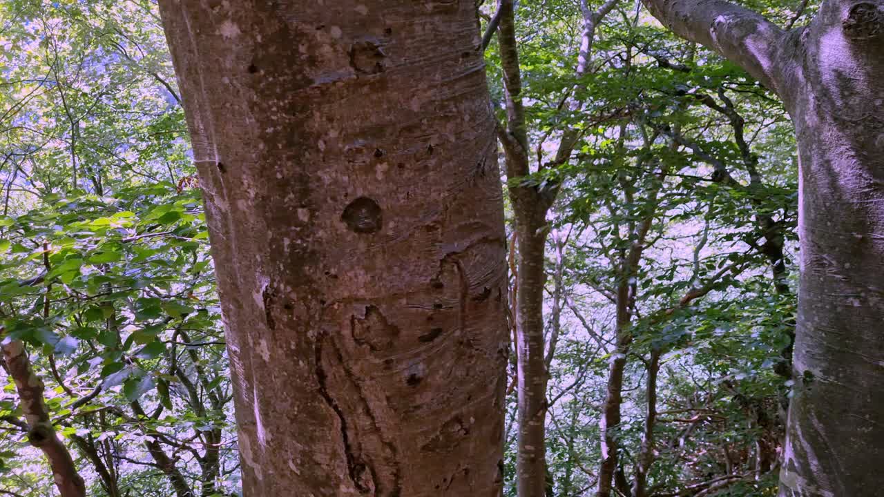 이탈리아 코모 호수 옆 트레킹 중 처녀 자연의 야생 녹색 나무