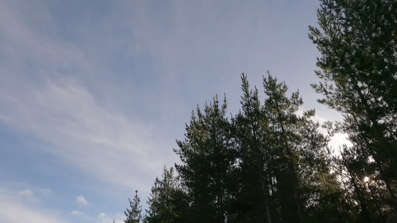 큰 소나무 숲  ⁇ 에서 오프로드 자전거를 타고 오후 늦게  ⁇ 빛이 가로질러 지나간다 - 웨스트 멜턴 숲, 뉴질랜드