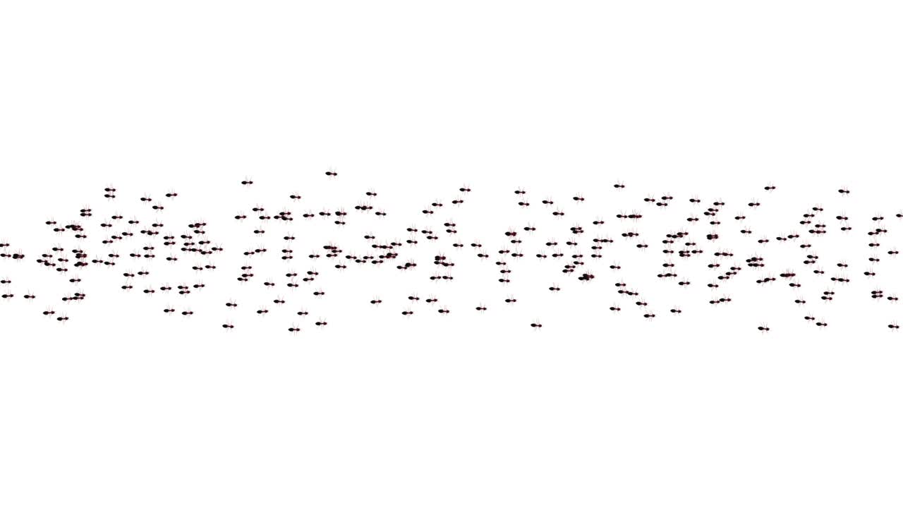 hormigas insectos caminando moviéndose en el blanco en el fondo de bucle de pantalla verde.