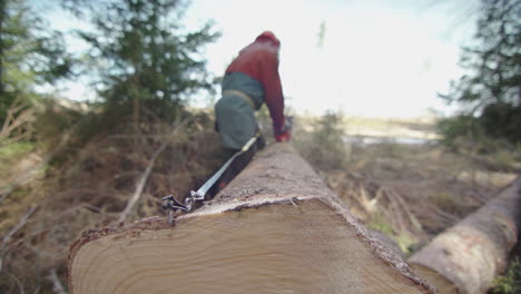 handheld - measuring out standard lengths of stem to cut the tree to