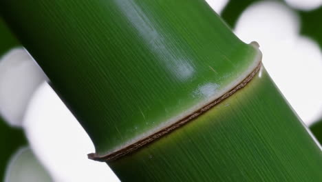 close-up of a vibrant green bamboo stalk