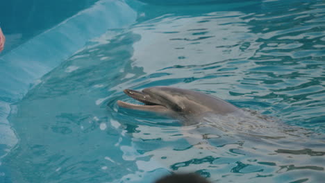 Delfín-Siguiendo-A-Su-Entrenador-Por-El-Borde-De-La-Piscina---Acuario-Uminomori,-Japón---Cámara-Lenta