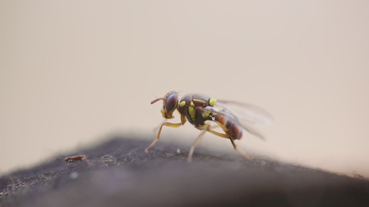 Detailed macro of an Oriental Fruit Fly grooming itself while perched on a dark, textured surface