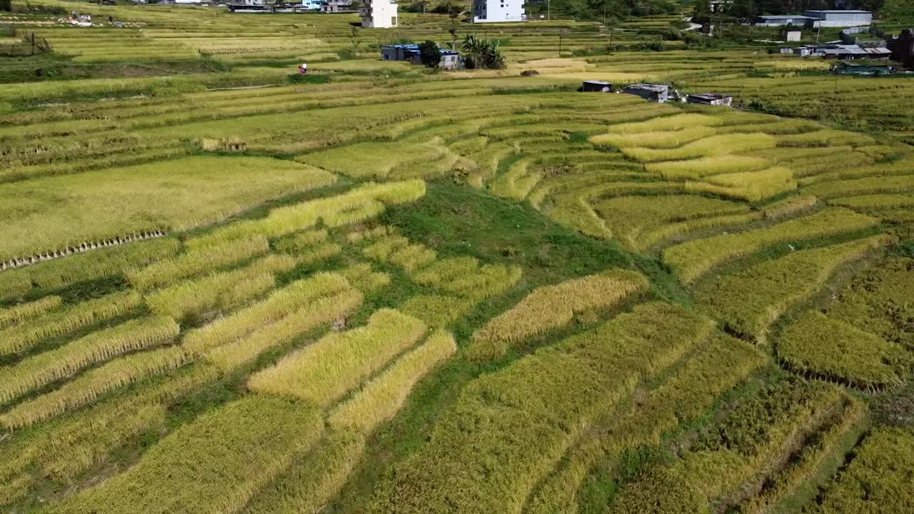 네팔 시골 지역의 노란 계단식 논과 집 위로 낮게 날고 있다