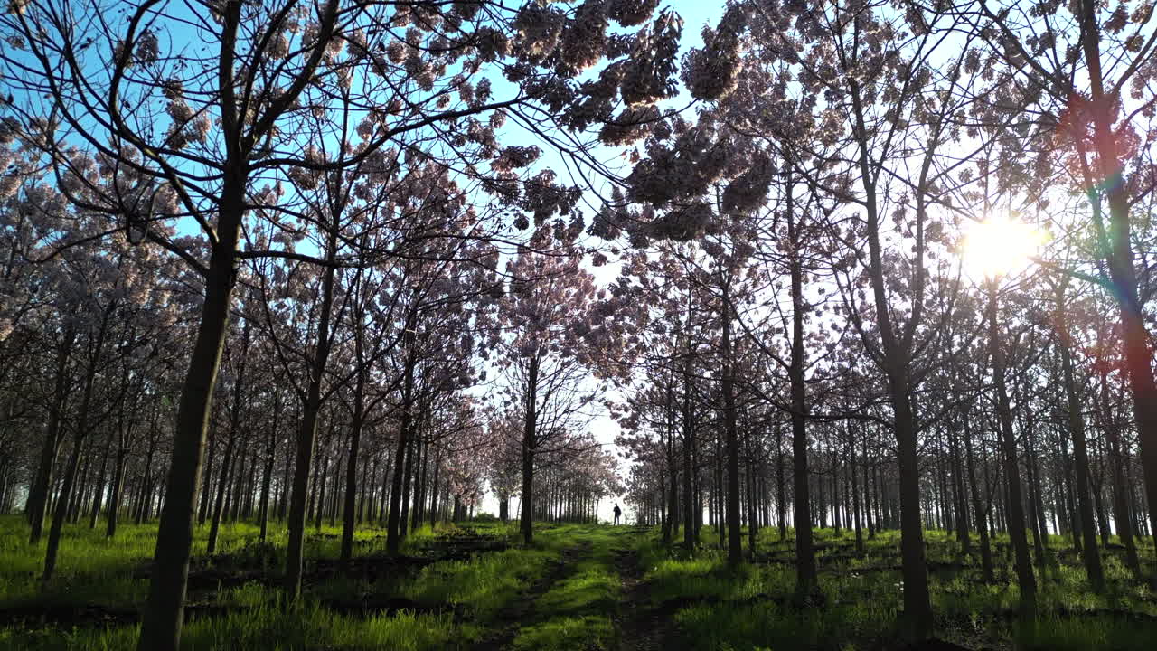 Drone view of a green orchard with glowing sun and trees over blue sky