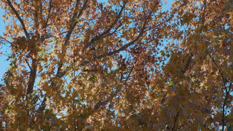hojas de otoño en árboles de colores naranja