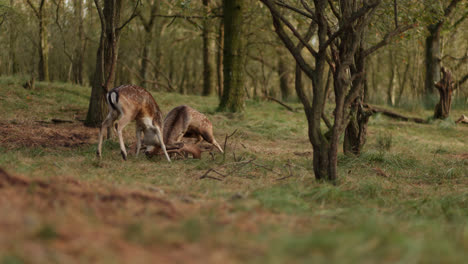 deer rutting season in the forest