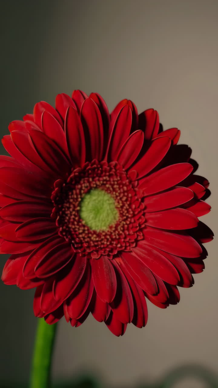 Red Gerbera Flower Close-up