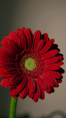 red gerbera flower close-up