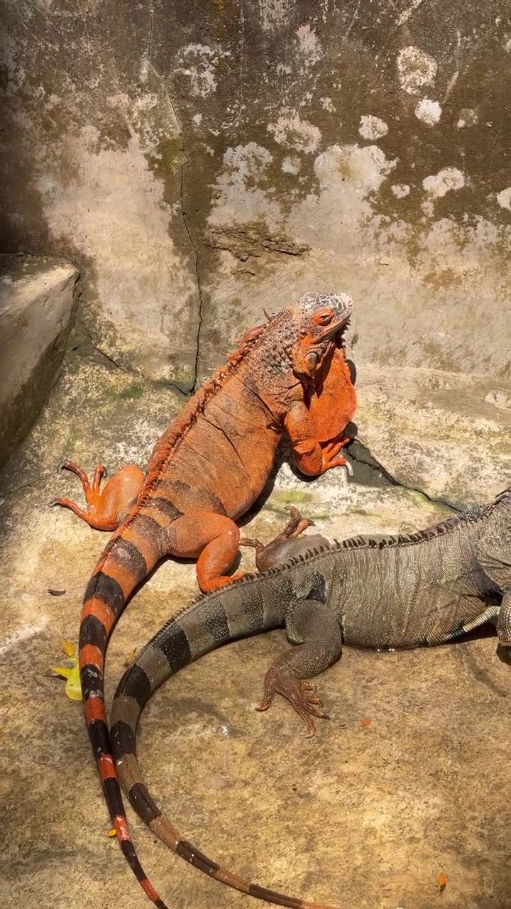 Due iguane a riposo su una superficie di cemento al sole