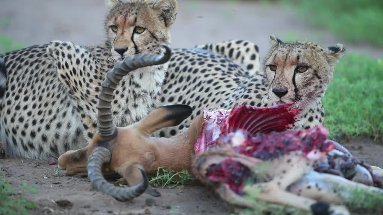 A medium shot of two Cheetahs feasting on a dead impala male in Mashatu Game Reserve, Botswana