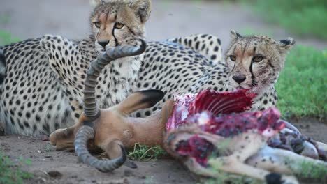 una toma media de dos guepardos dándose un festín con un impala macho muerto en la reserva de caza de mashatu, botswana