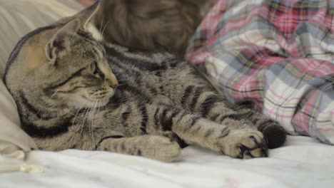 un joven gato atigrado tiene que compartir cama con un humano de plano medio.