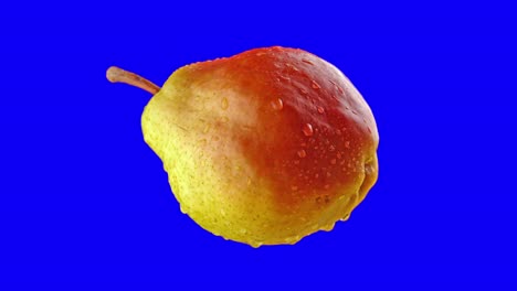 ripe pear rotates on blue background for chroma key