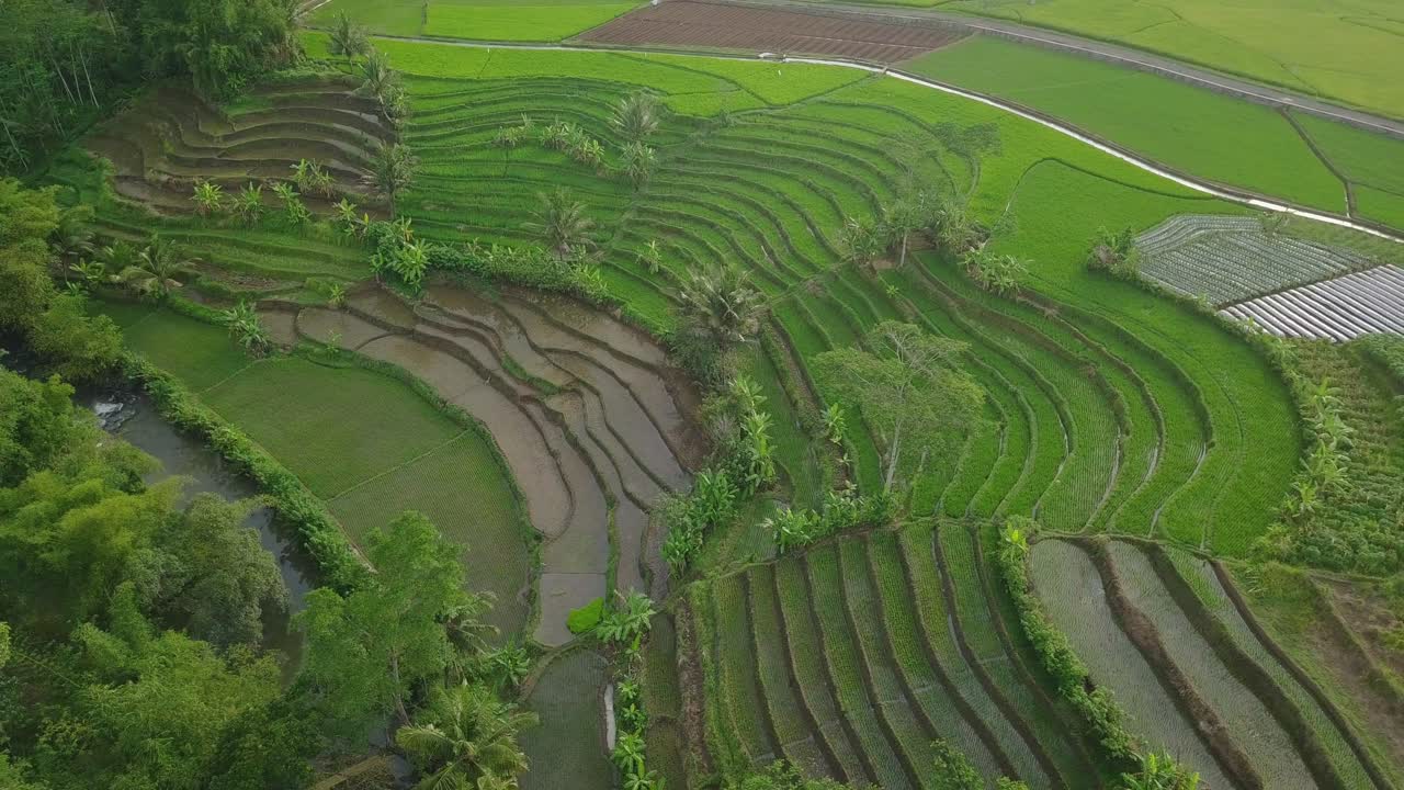 vista aérea del pueblo en indonesia con un hermoso campo de arroz en terrazas cubierto por una planta de arroz verde con algunos cocoteros