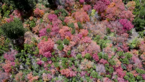 ladera de la montaña del bosque con coloridas hojas de otoño otoñales en utah - antena