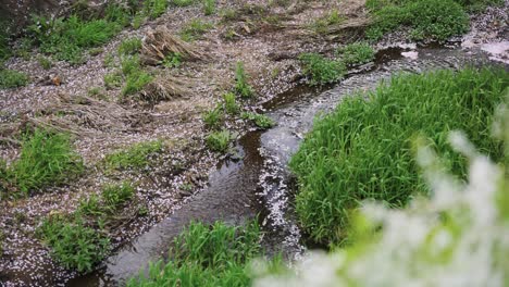 Japan-Ende-Des-Frühlings,-Sakura-Blütenblätter-Fließen-Im-Fluss